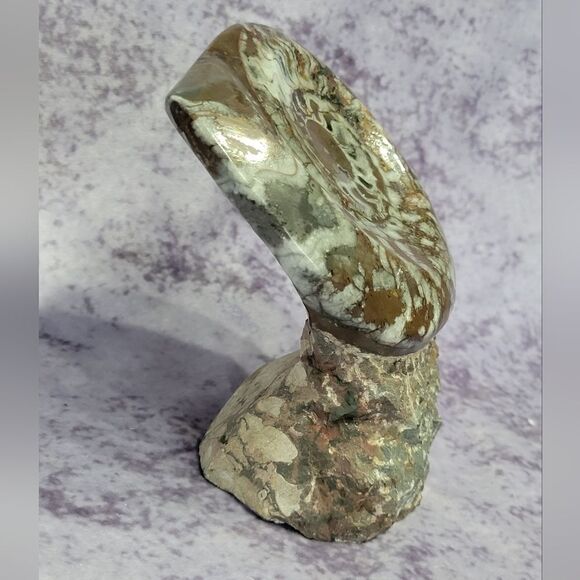 Ammonite & Goniatte Fossil Free Standing - Picture 2 of 12